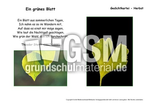 Ein-grünes-Blatt-Storm.pdf